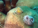 gal/Bonaire 2006/_thb_ChristmasTreeWormsCropped5x3.jpg